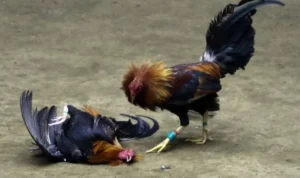 đá gà Sabong tại WINVN