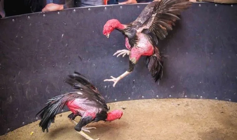 Sảnh đá gà WINVN quy tụ nhiều chiến kê dũng mãnh