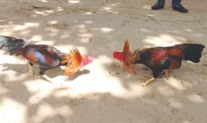 Đá Gà WS168 tại WINVN