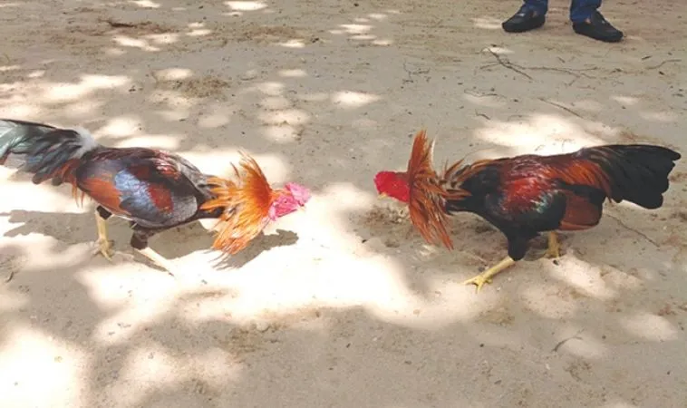 Đá Gà WS168 tại WINVN